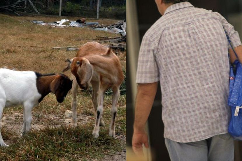 Doktor Kagum Rawat Pesakit Kental Datang Minta Ubat Gatal Pkp 1 0 Hilang Kerja Pkp 2 0 Lebih Tragis Nasibnya Bagus Betul Kambing Pun Awak Tolong Viral Mstar
