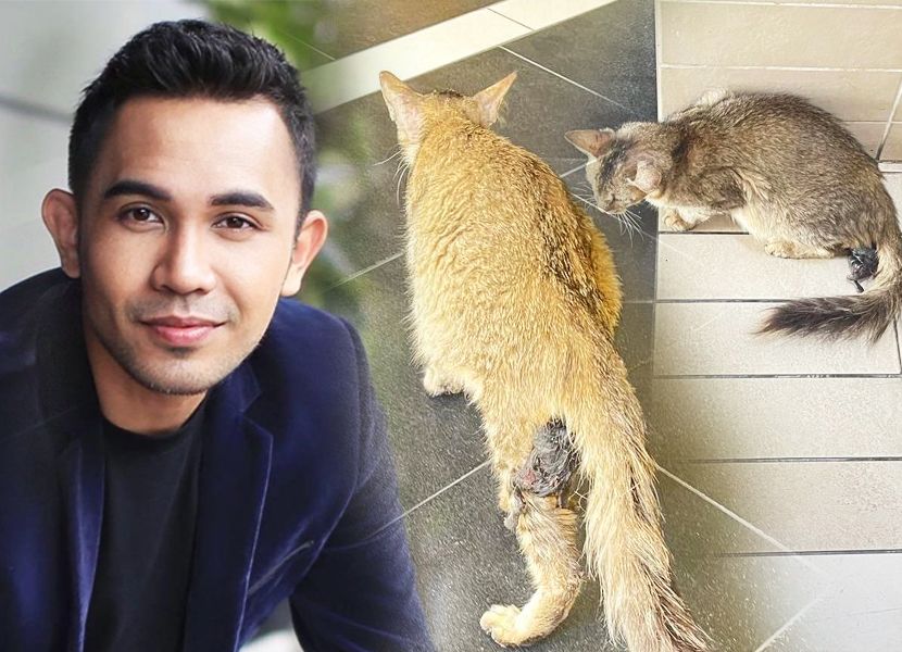 Hafiz Hamidun hidu bau bangkai di lif pejabat, rupa-rupanya ada kucing