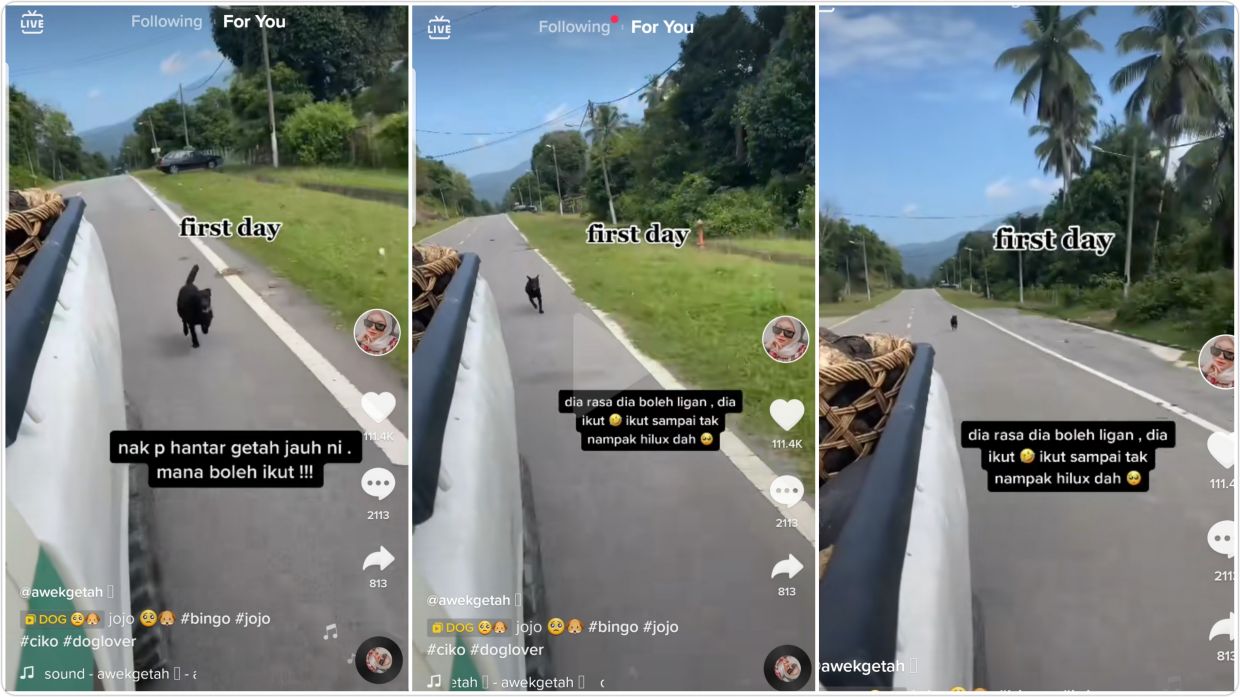 Dulu Takut Sekarang Manja Telatah 3 Anjing Hilangkan Penat Bekerja Anak Tauke Getah Akui Haiwan Peliharaan Sanggup Mati Demi Tuannya Viral Mstar
