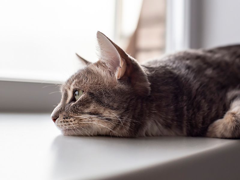 Kenapa Kucing Tiba Tiba Berak Merata Asyik monyok... Ketahui kenapa tiba-tiba kucing jadi pendiam! - I-suke