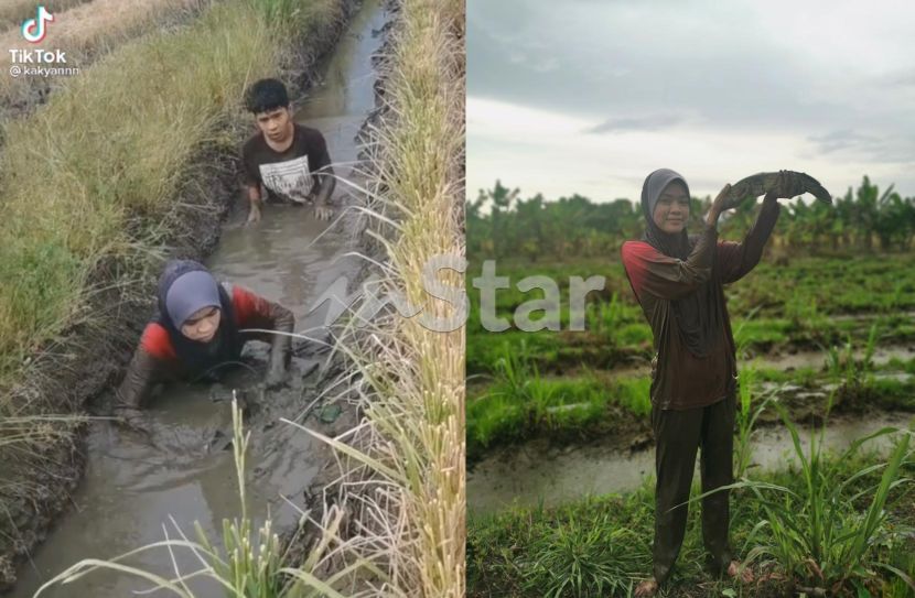 Rezeki Si Gadis Desa Gagau Punya Gagau Dapat Habuan Haruan Besar Lengan Video Raih Jutaan Views Di Tiktok Pernah Je Kena Sengat Viral Mstar