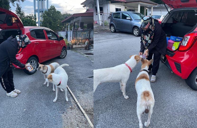 Kerja Part Time Pemandu Grab Tapi Bakal Guru Rela Poket Kosong Asal Dapat Kenyangkan Haiwan Jalanan Rasa Bersalah Kalau Lalu Tak Bawa Makanan Viral Mstar