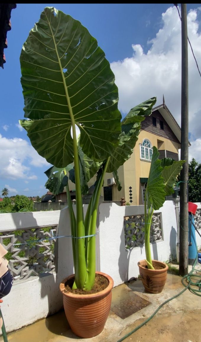 pokok keladi gergasi 4