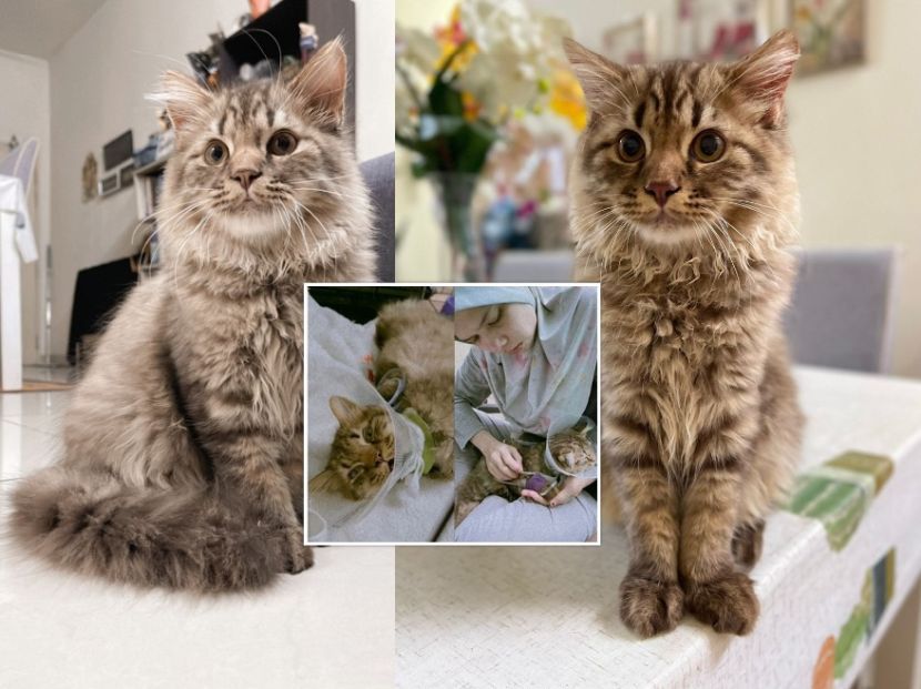 Secekal Cekal Jururawat Tetap Menggigil Kucing Jatuh Bangunan Menangis Si Bulus Kesayangan Lari Keluar Sangkar Klinik Dengar Suaranya Viral Mstar