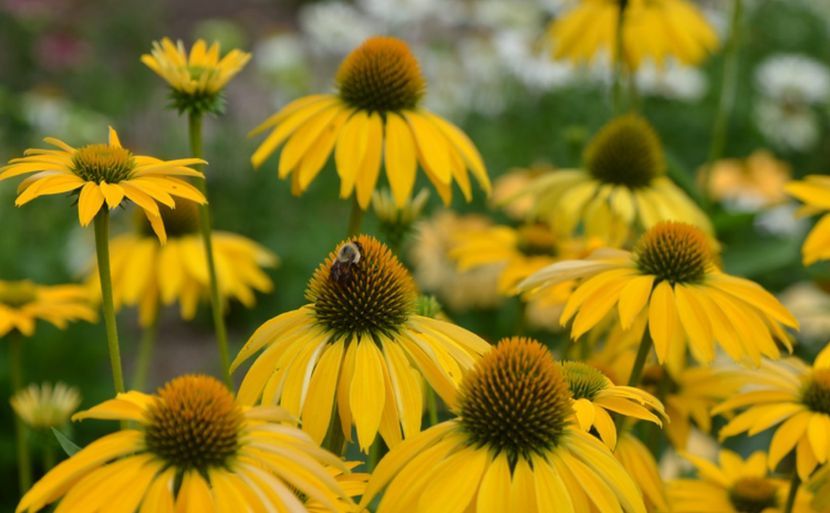echinacea