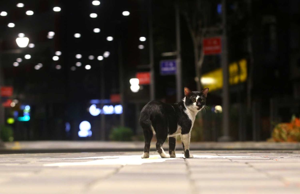 A cat were seen looking for food at the empty Jalan Masjid India near the Selangor Mansion and Malayan Mansion apartment building which was cordoned off after cases of individuals infected with the Covid-19. IZZRAFIQ ALIAS / The Star. April 9, 2020.