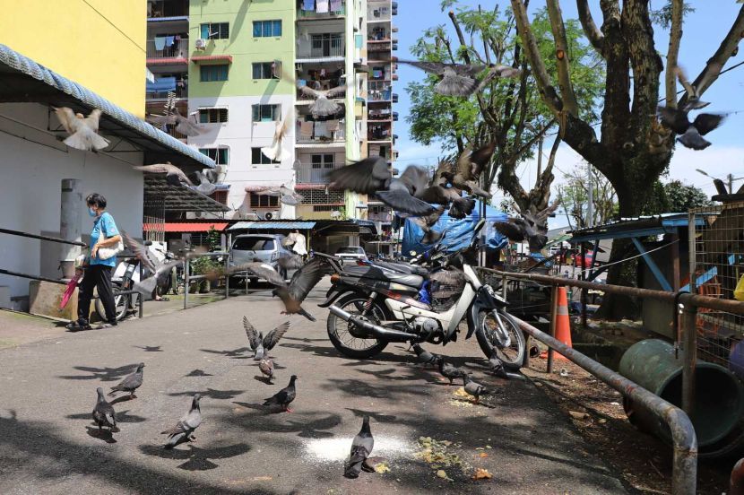 Part of the pigeons feeding at Riffle Range, Penang.( November 04, 2023 ) — LIM BENG TATT/The Star