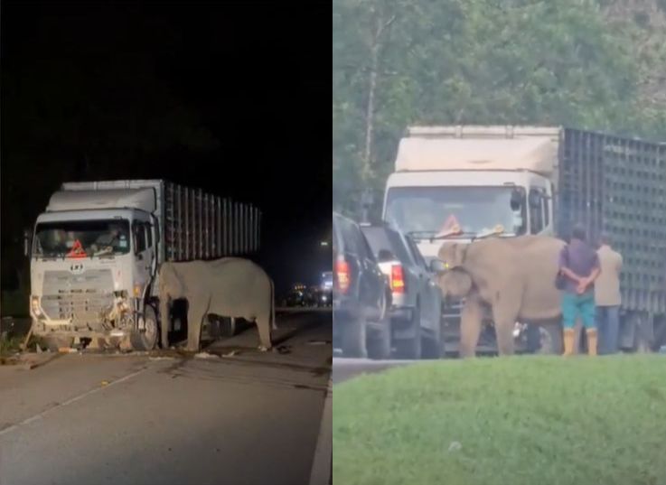 Kejadian itu mengundang sebak netizen yang rata-ratanya bersimpati dengan nasib dua gajah berkenaan.