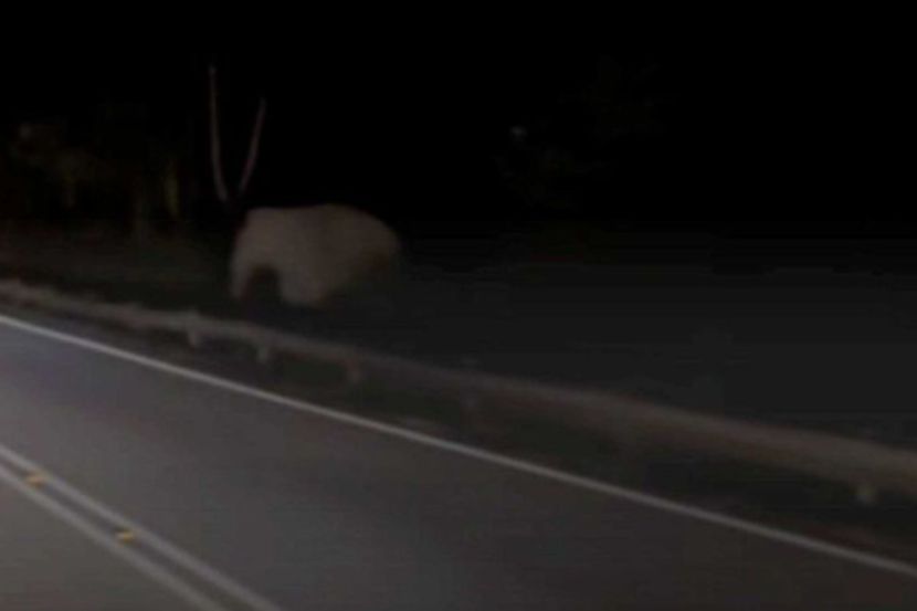Gajah adalah haiwan yang aktif pada waktu malam.