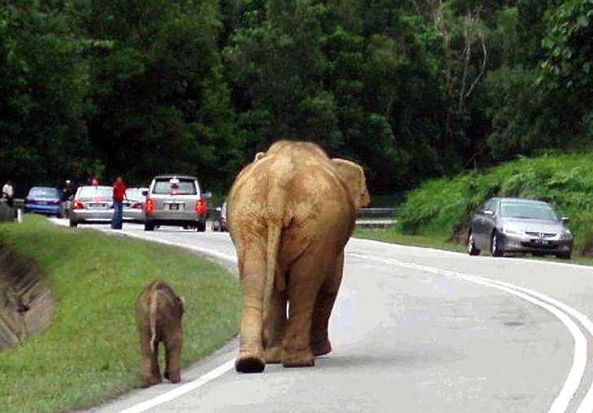 ipmgajah 3...Motorists travelling along the Gerik-Jeli East-West Highway stop to look at the female elephant and her calf near Banding . pix by: osman baba/7-5-2006/ipoh/mazni mustafa. *** Local Caption *** This pair of pachyderms is not from a circus show. The elephant and calf had strayed onto the Gerik-JeliEast-West Highway near Banding at 3.30pm on Saturday forcing motorists to stop and watch. Theyquietly returned to the jungle after their stroll. See Page 14. -Picture by OSMAN BABA