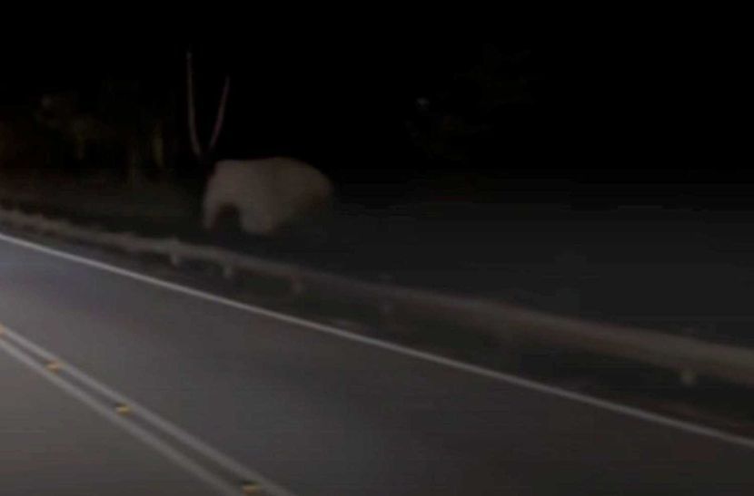 The mother elephant is believed to have returned to the scene of the incident. Kredit: @kek_pisa17g/TikTok
