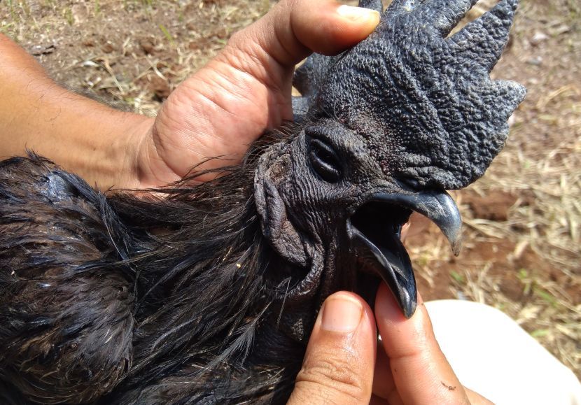 Ayam hitam sering dikaitkan dengan unsur mistik.