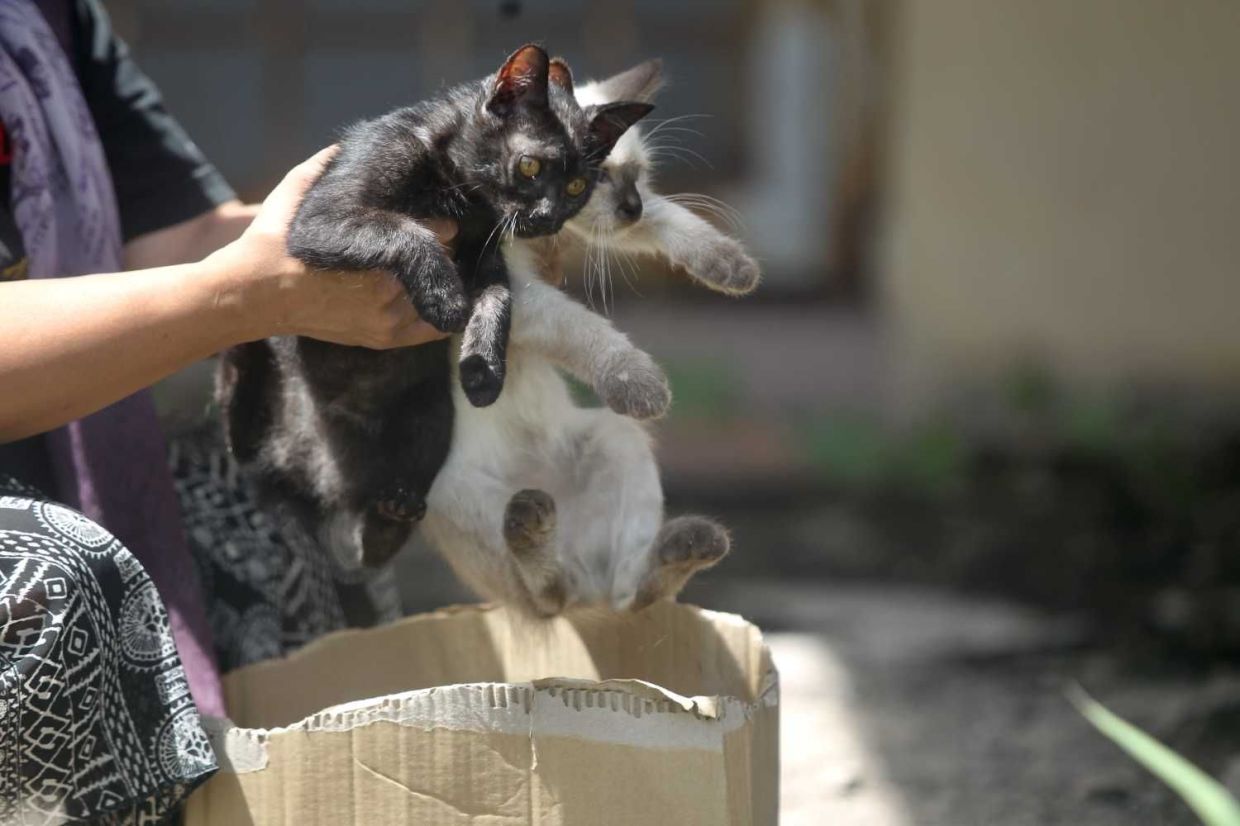 story on the cat was left on an empty at abdoned house.Starpicby Kamarul Ariffin /17.5.2022
