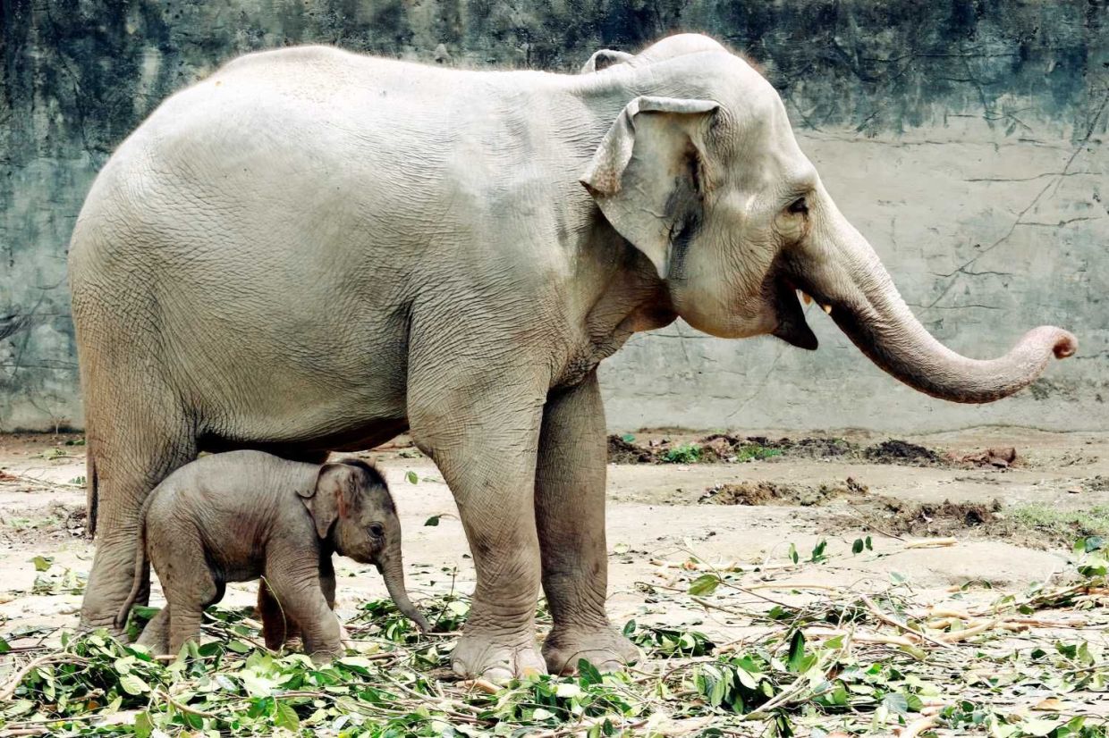 The baby elephant that was borned at Taiping Zoo.(27th January 2022) — RONNIE CHIN/The Star