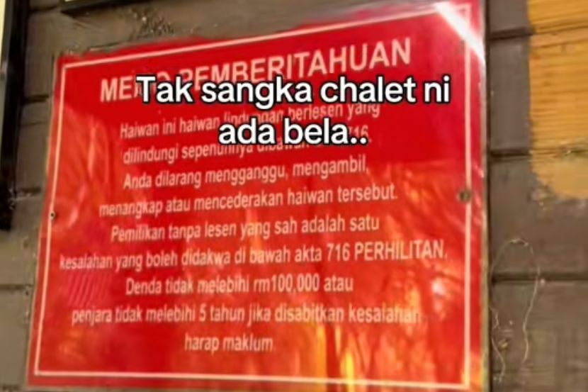 Pemilik chalet sudah mendapat kebenaran daripada Jabatan Perhilitan untuk membela buaya berkenaan.