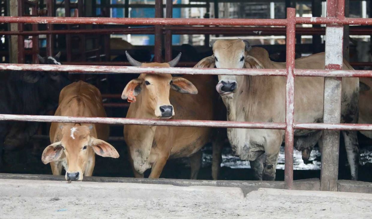 Vijenthi to visit cow farm to take photo of breedlot system farming that is being promoted by state.—SHAARI CHEMAT / THESTAR
