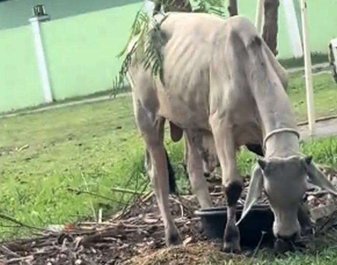 Lembu dibeli pada harga RM7,000.