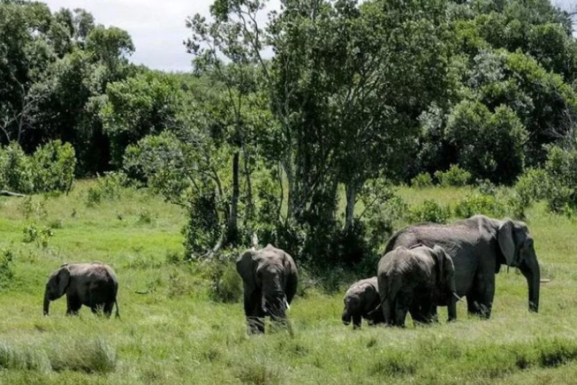 Gajah cenderung menyerang untuk melindungi diri atau kawanan. -Gambar hiasan