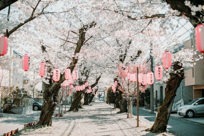 Ramai yang mahu menyaksikan keindahan bunga sakura di Jepun.