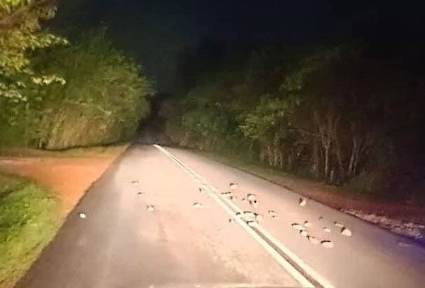 Pemanduan pada waktu malam lebih selesa dan mudah kerana kekurangan pengguna di jalan raya. 