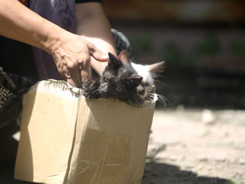 story on the cat was left on an empty at abdoned house.Starpicby Kamarul Ariffin /17.5.2022