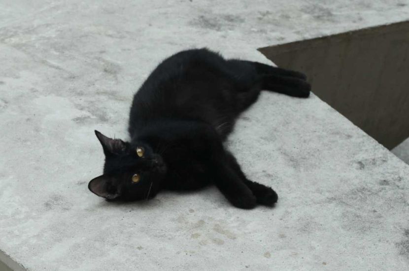 Stray cat is seen at Jalan Masjid India during the movement control order on Saturday. AZMAN GHANI / The Star