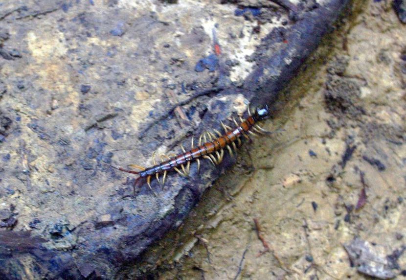 ``LIPANJ BARA'' SPECIES FOUND IN GUA KEPAYANG.. *** Local Caption *** Lipanj bara in Gua Kepayang.