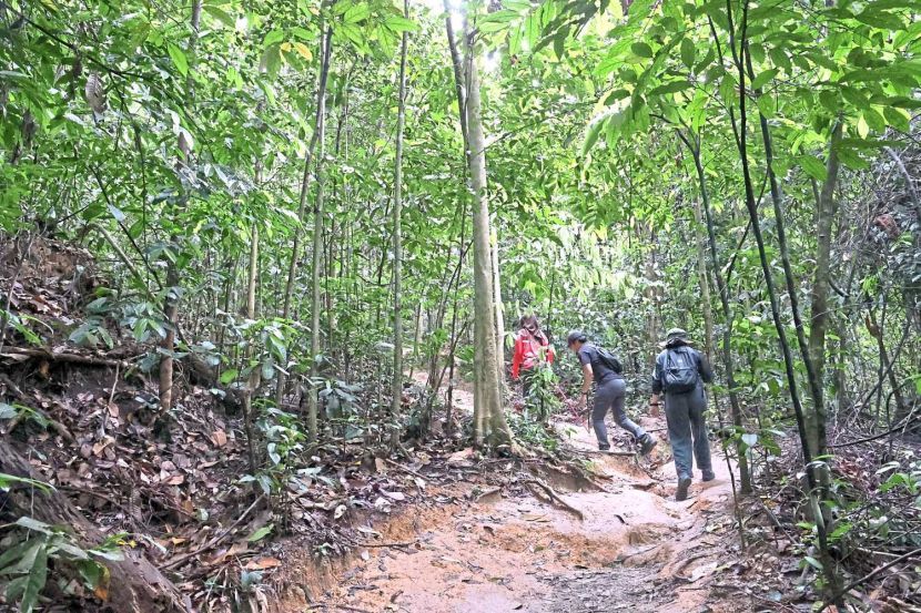 Photos of Hiking trails,hikers and the the entrance in Kota Damansara Community Forest. Story of Community Forest Petaling Jaya Selangor. (SEPT 16 2025) — ART CHEN/The Star