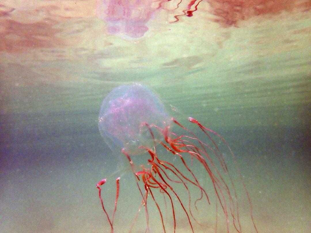 Jellyfish