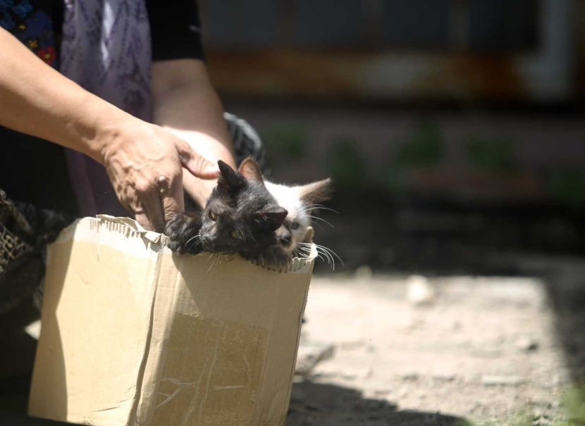 story on the cat was left on an empty at abdoned house.Starpicby Kamarul Ariffin /17.5.2022