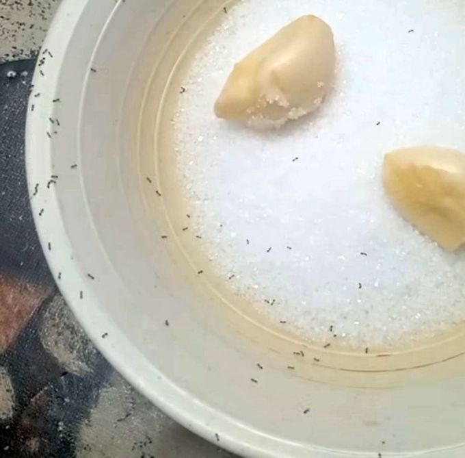 Semut dilihat keluar dari bekas gula selepas bawang putih dimasukkan.