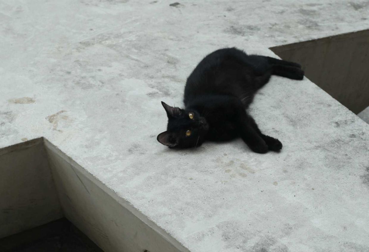 Stray cat is seen at Jalan Masjid India during the movement control order on Saturday. AZMAN GHANI / The Star