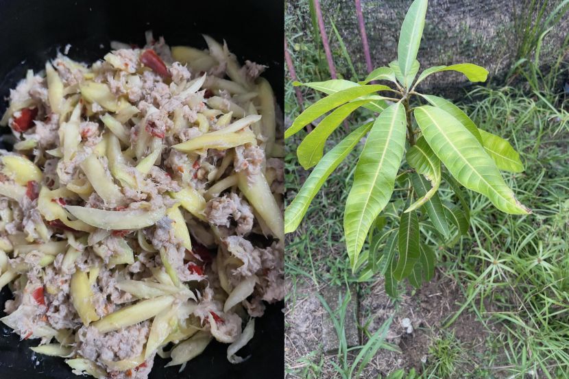 Sambal mangga muda dan anak pokok yang ditanamnya.