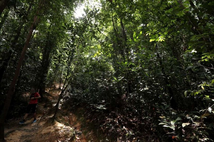 Hikers and trails of Bukit Wawasan, Puchong. — YAP CHEE HONG/The Starpixman to take pics of hikers at Bukit Wawasan. Also take general shot of the area, bonus if can get animals. Pics is for Metro P1 cover. Rep won't be going.