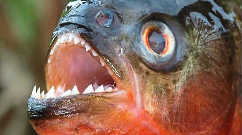 Piranhas belong to a group of freshwater fish within the genus Serrasalmus. Out of 25 species in this group, only four are harmful to humans and animals. -- The Phnom Penh Post/ANN
